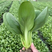 江苏上海青长年有货质量保证量大优惠欢迎来电咨询