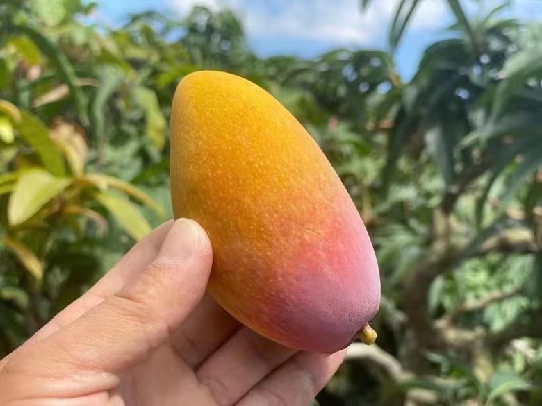 贵妃芒成熟果实特写