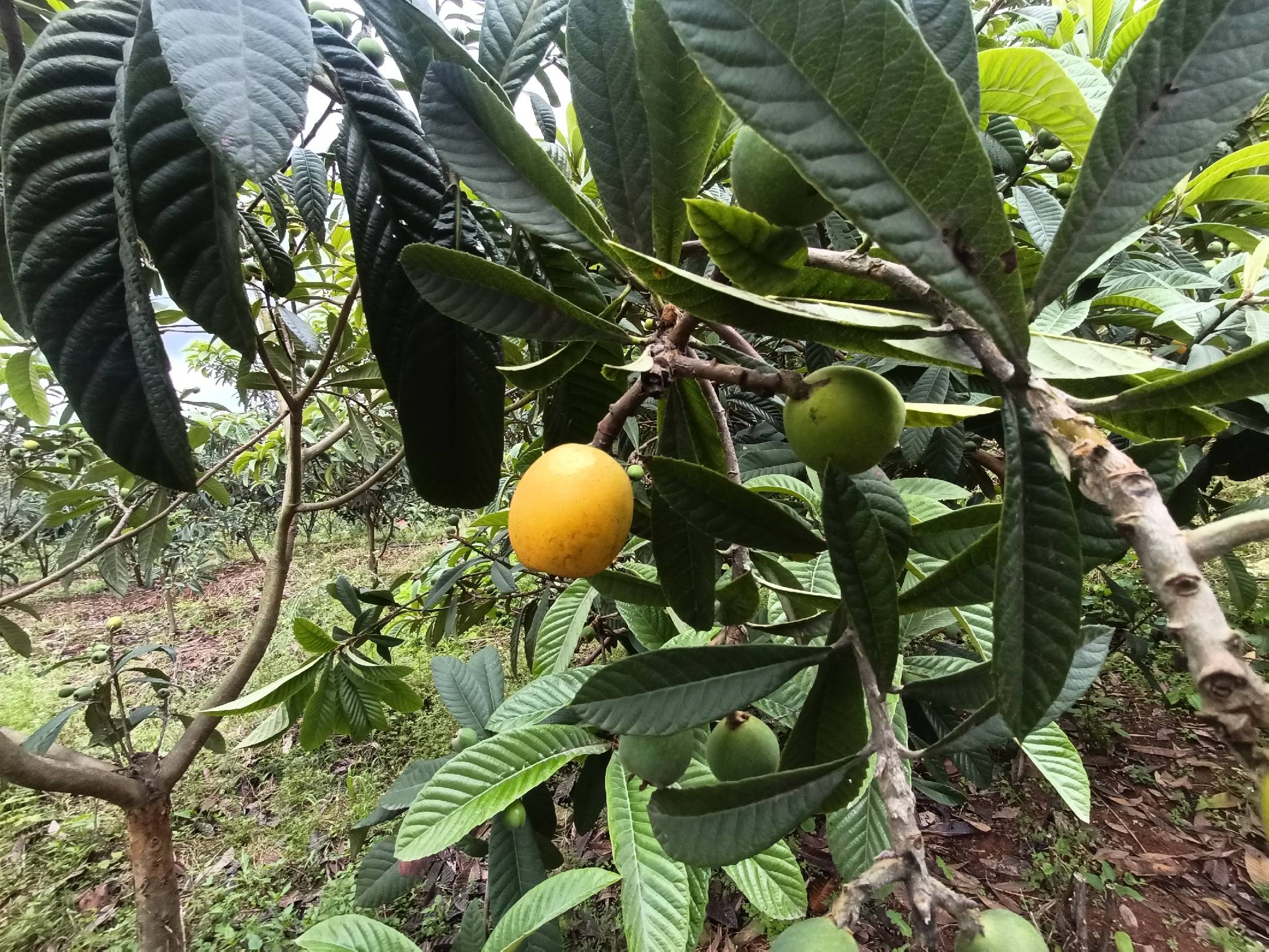 地枇杷植株特写