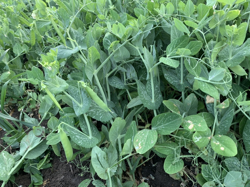 图示青豌豆从3叶1心苗期→始花期→青荚成熟期的形态演变;标注主茎节位、花序位置、荚果发育状态,强调第5–7节为首个有效结荚节位 青豌豆完整生育周期示意图:左侧为苗期(3叶1心),中部为始花期(主茎第6节见花序),右侧为结荚盛期(青荚饱满、种皮未硬化)