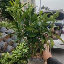 18杯非洲茉莉福建漳州基地批发非洲茉莉