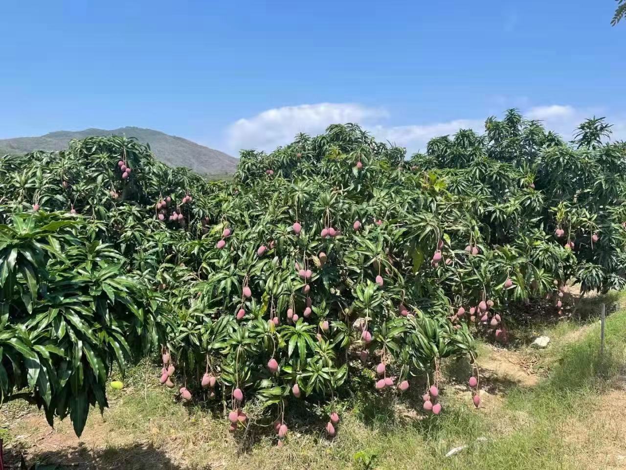 贵妃芒果园,阳光下的芒果挂满枝头 贵妃芒果园