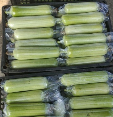 [白玉丝瓜批发]湖南白丝瓜湘菜馆专用菜 欢迎订购.量大可优惠.价格4.