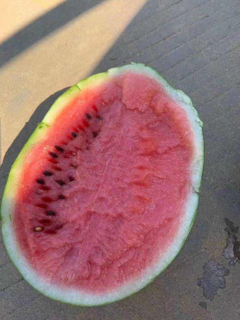 广西北海市大棚翠玲吊西瓜囗感好,熟度好,欢迎广大老板前来