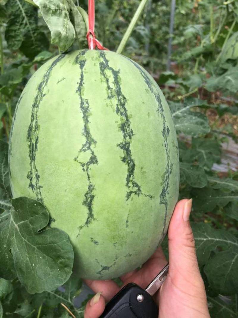 广西北海市大棚翠玲吊西瓜囗感好,熟度好,欢迎广大老板前来