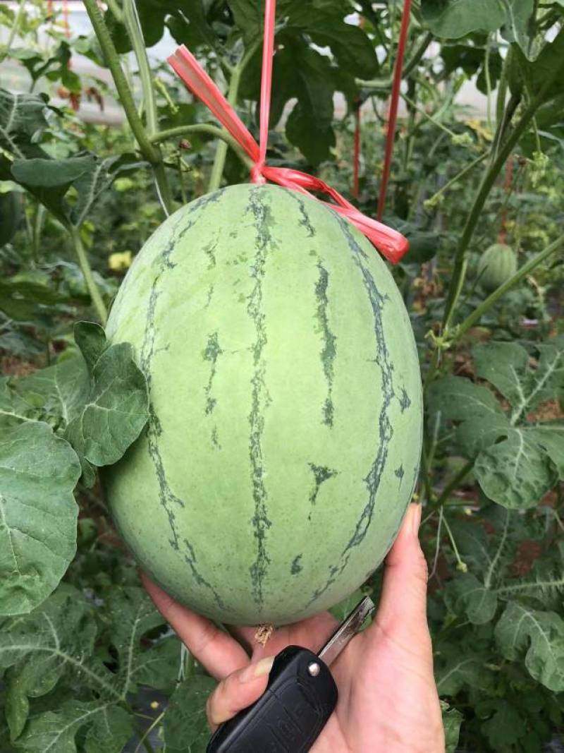 广西北海市大棚翠玲吊西瓜囗感好,熟度好,欢迎广大老板前来
