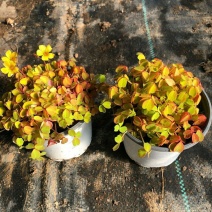 花忆浓观花彩叶绿植盆栽小红枫酢浆草黄黑枫熔岩瀑布四季