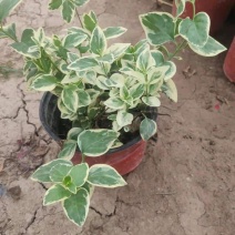 常春藤-花叶常春藤垂吊悬挂观叶植物四季常青耐寒植物