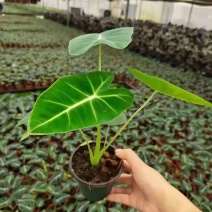 绿天鹅海芋天鹅绒竹芋稀有特级进口室内阳台庭院热植入门绿植