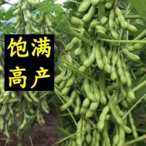 齐黄34黄豆种子早黄豆种子特大高产早熟抗病农家自种大豆种