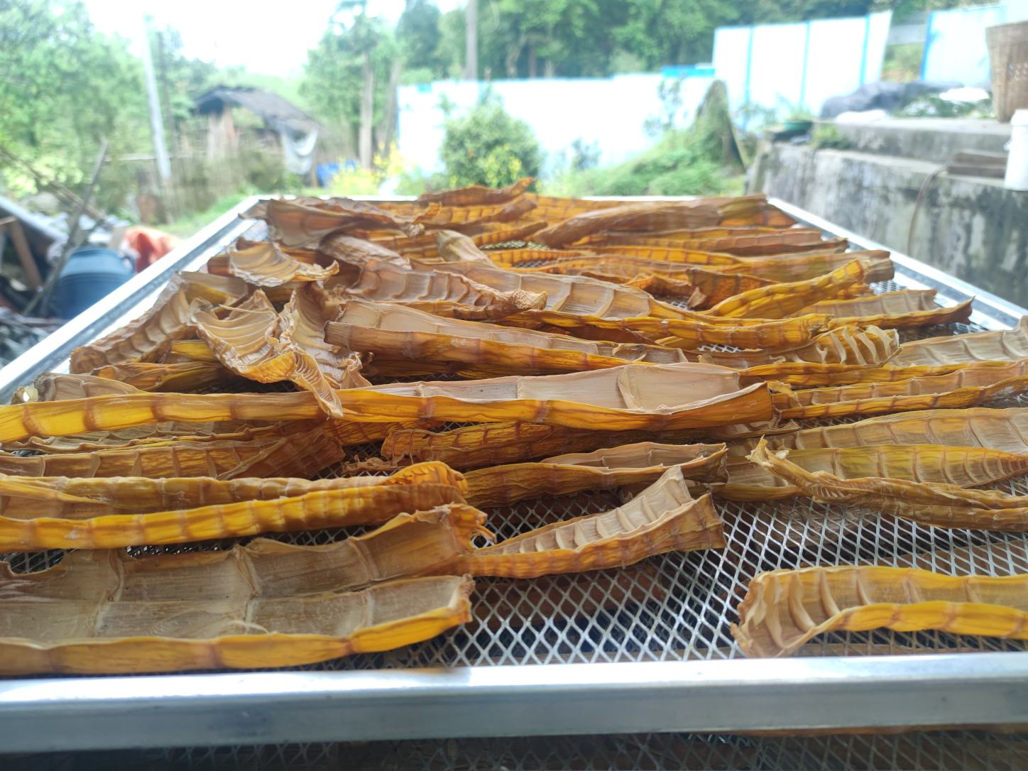晶莹剔透的竹笋冻整齐码放在青瓷盘中,呈半透明果冻状,内嵌淡黄色笋片纹理清晰可见,表面淋有琥珀色酱汁,边缘点缀红椒丝与香菜叶,背景为春日庭院木桌 竹笋冻成品摆盘