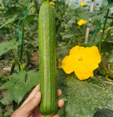 [香丝瓜批发]丝瓜香丝瓜油皮香丝瓜品质保证质量上乘丝滑爽口价格5.