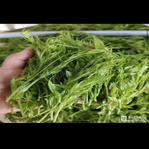 湖南张家界莓茶