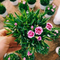 初吻石竹，花量大花艳，基地直发一手货源量大价优
