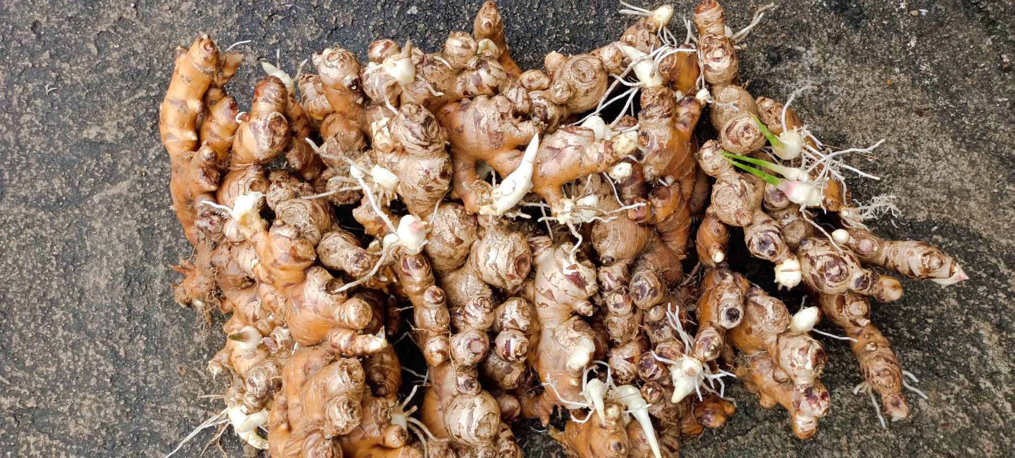大黄姜植株与根茎特写