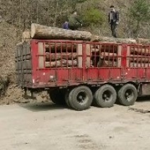 精品杨树原木