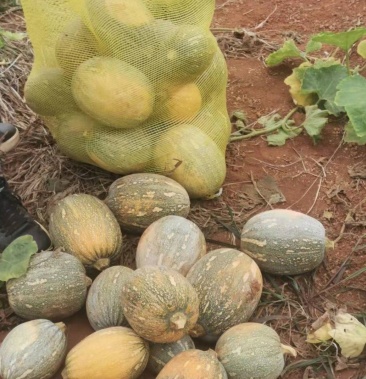 [qq南瓜批发]精品qq南瓜价格1.00元/斤 - 一亩田