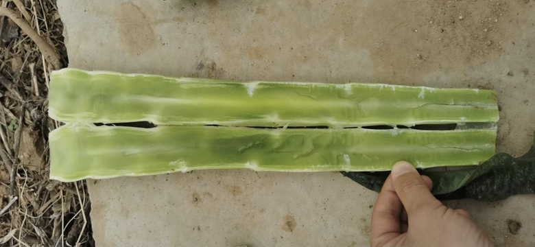 蚕豆种子解剖结构示意图