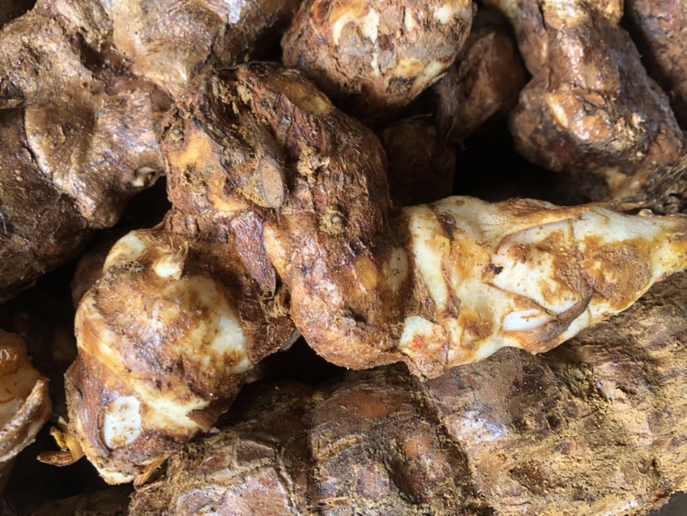 葛根与土茯苓的原材料展示