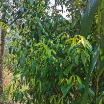 石岩茶