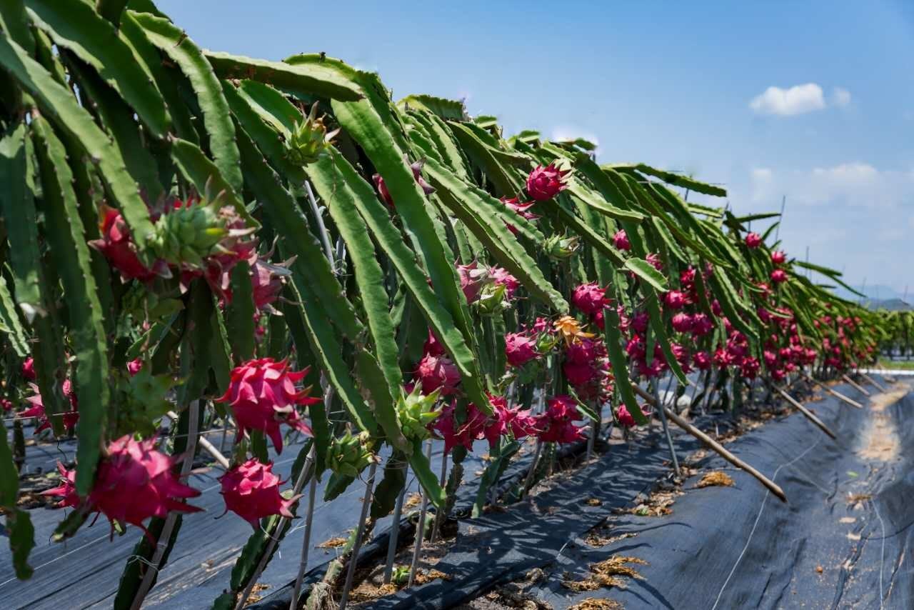 一片热带果园中整齐排列的黄皮火龙果植株,枝条呈三棱状攀附于水泥立柱支架上,部分枝条已开花结果,果实为未完全成熟的浅绿色带黄晕状态,背景可见遮阳网和滴灌系统,体现现代化种植场景 海南热带果园中的黄皮火龙果植株