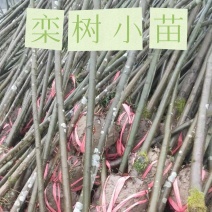 湖北栾树苗风景占地拆迁刚放绿化苗小苗基地直发成活率高