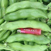 新品种大蚕豆鲜胡豆优等品诚信交易，固定发车