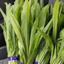 《精品油麦菜》油麦菜精品油麦菜精品有需要的老板欢迎前洽谈