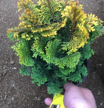 金边云片柏黄金孔雀柏绿植盆栽稀有品种津山桧连山桧盆景