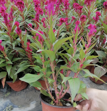 [鸡冠花批发]鸡冠花双色杯 开花的鸡冠花带盆带土出售 可视频看价格0.