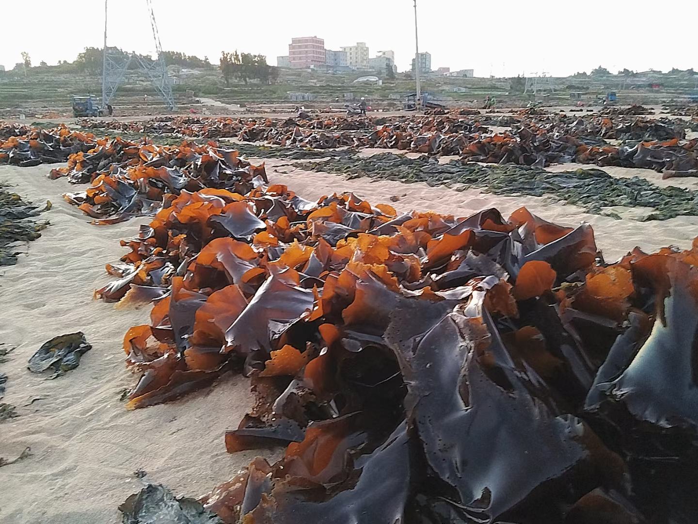 展示干海带因受潮而发霉的实物图片 干海带吸湿发霉示意图