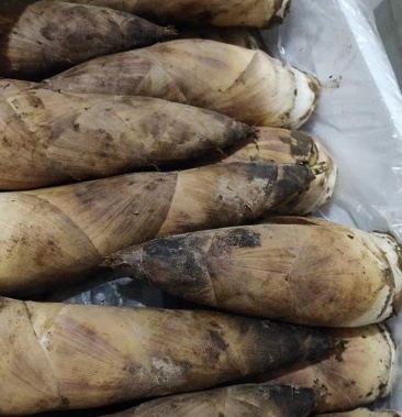 高山羊毛笋大量有货量大来谈价格各种规格都有