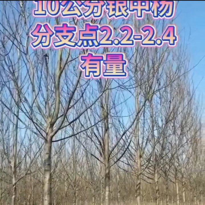 [银中杨批发]辽宁鞍山台安县杨树 100.00元/棵银中杨 _ 一亩田