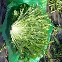水晶菜