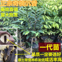 名贵绿奇楠沉香嫁接苗正宗一代棋楠母树枝条苗场直销