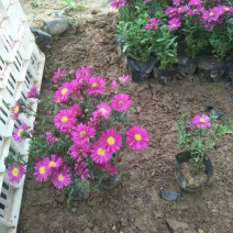 荷兰菊，种植基地，荷兰菊，精品苗，大量供应