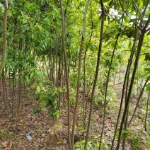 江西木荷苗2公分木荷小苗地径2公分木荷树苗造林苗