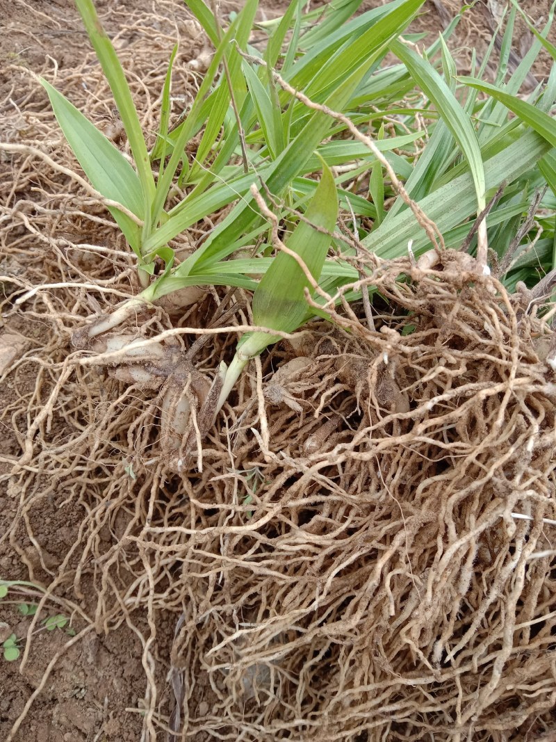 白化苗野菜图片