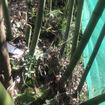 桂竹