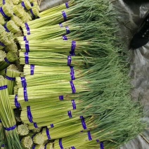 邳州精品小红帽蒜苔即将大量上市价格不高适合发每个市场