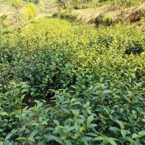 安徽省泾县纯野生有机绿茶