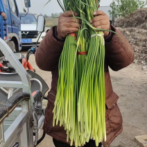 鲜蒜苔现摘新蒜苔蒜薹批发鲜蒜苔产地直发高品质好蒜薹