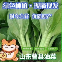 精品油菜上海青小油菜，常年供货、全国发货、质量保证、
