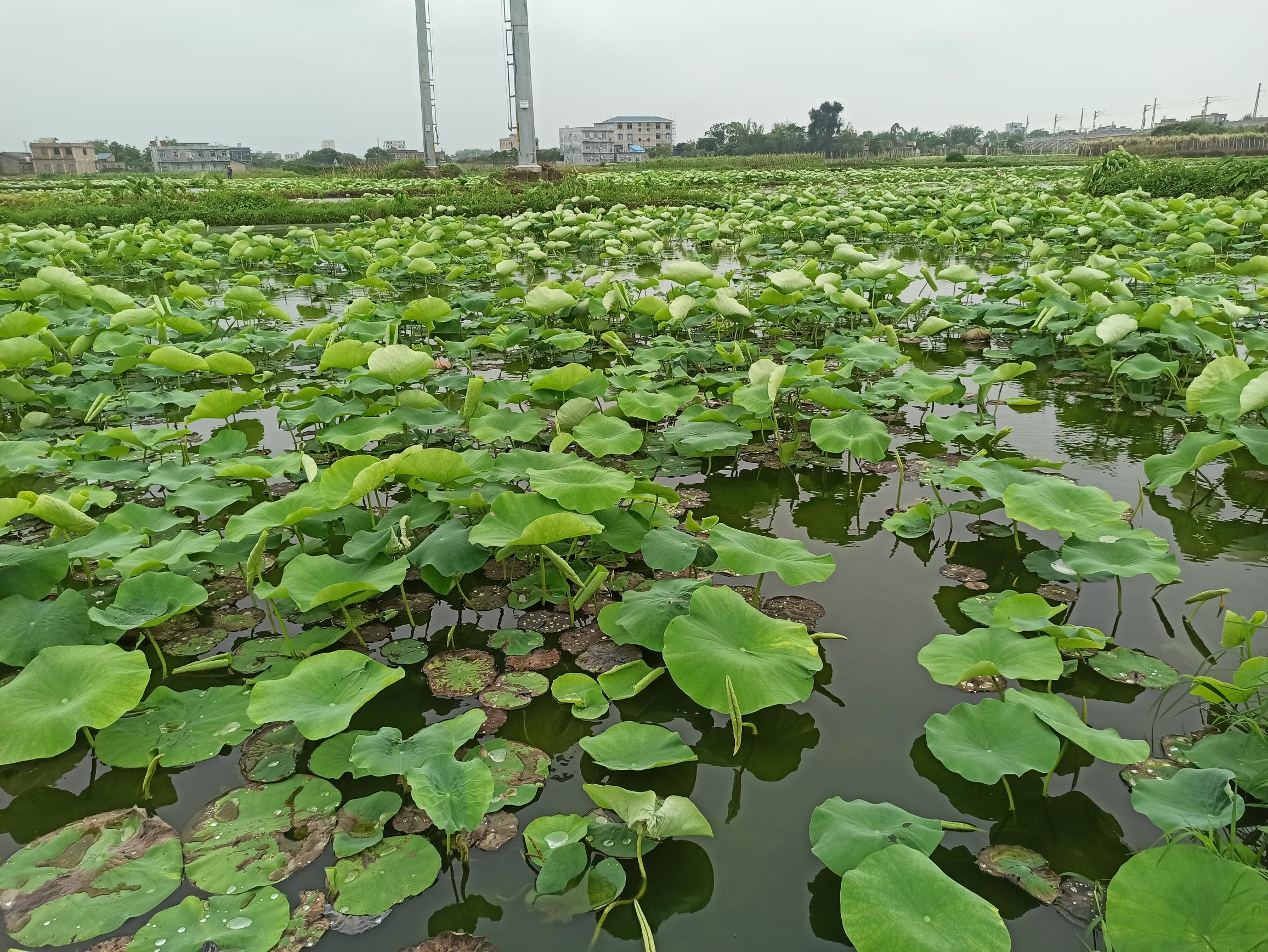白莲藕植株与新鲜莲藕籽特写