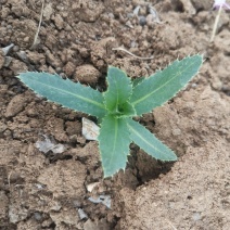 刺儿菜七七菜山区野生绿色无公害一手货源直供