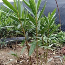夹竹桃，高度50至2米，自家苗圃货源，营养杯苗，地苗