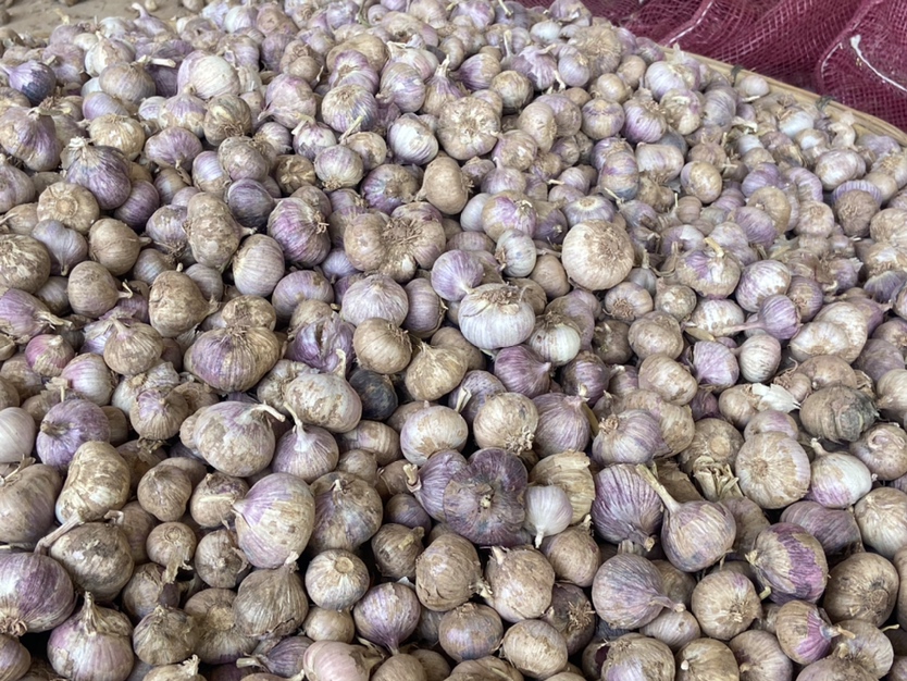 紫皮独头蒜栽子加工包装场景