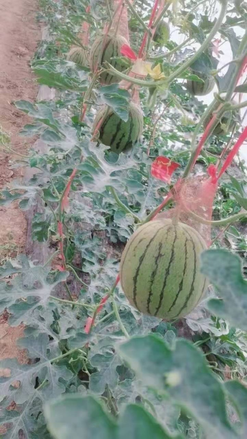 陕西蒲城吊兰西瓜 小吊瓜 产地直销品质保证 对接各类客户