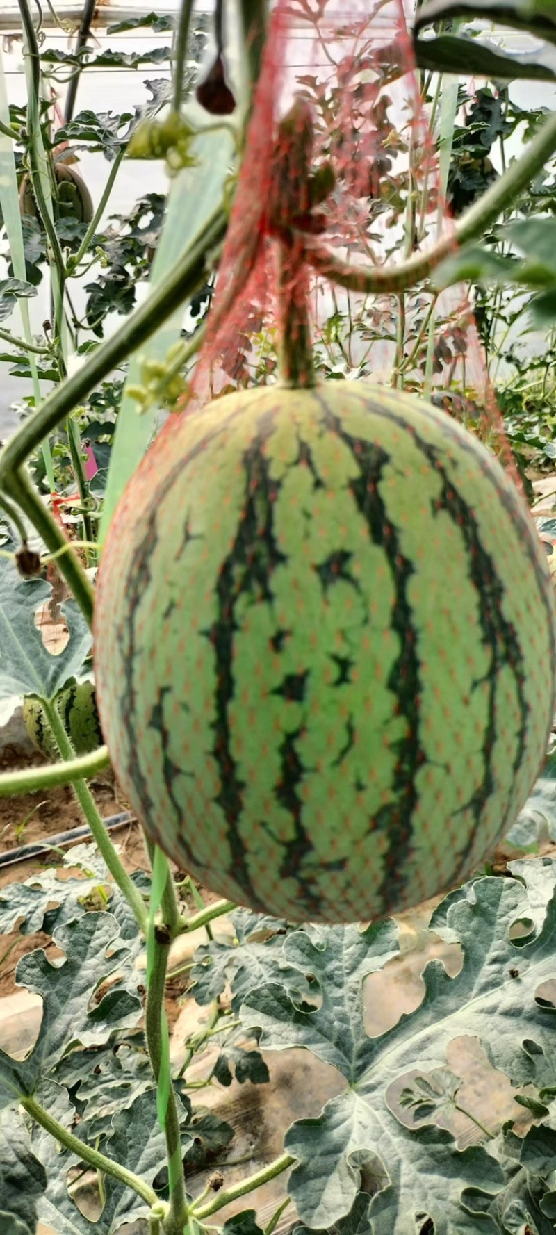 陕西蒲城吊兰西瓜 小吊瓜 产地直销品质保证 对接各类客户