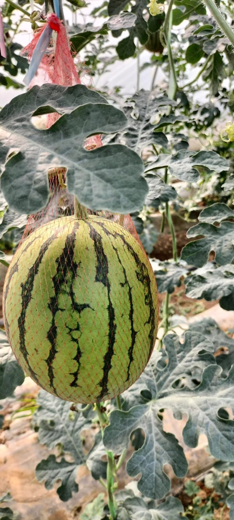 陕西蒲城吊兰西瓜 小吊瓜 产地直销品质保证 对接各类客户